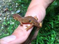 Notophthalmus viridescens image