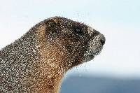 Marmota flaviventris image