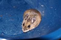 Image of Peromyscus melanotis