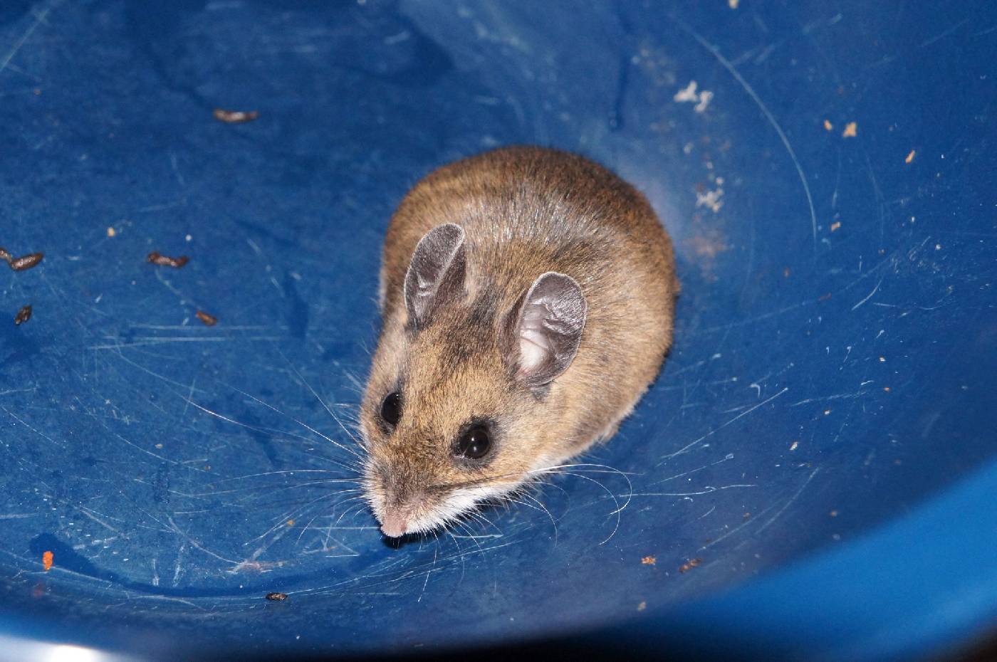 Peromyscus melanotis image