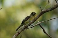 Image of Vireo pallens