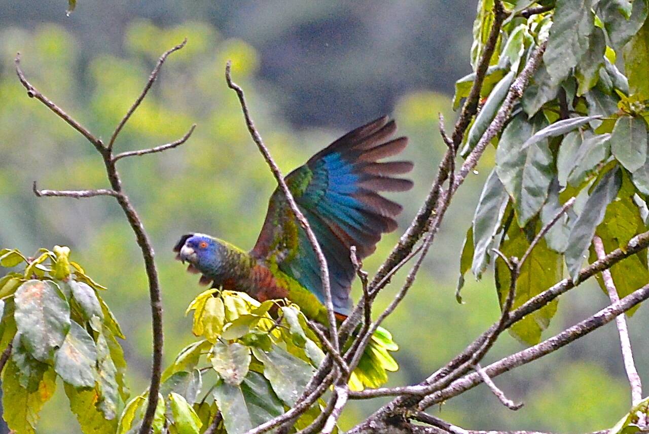Amazona versicolor image