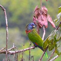 Amazona versicolor image