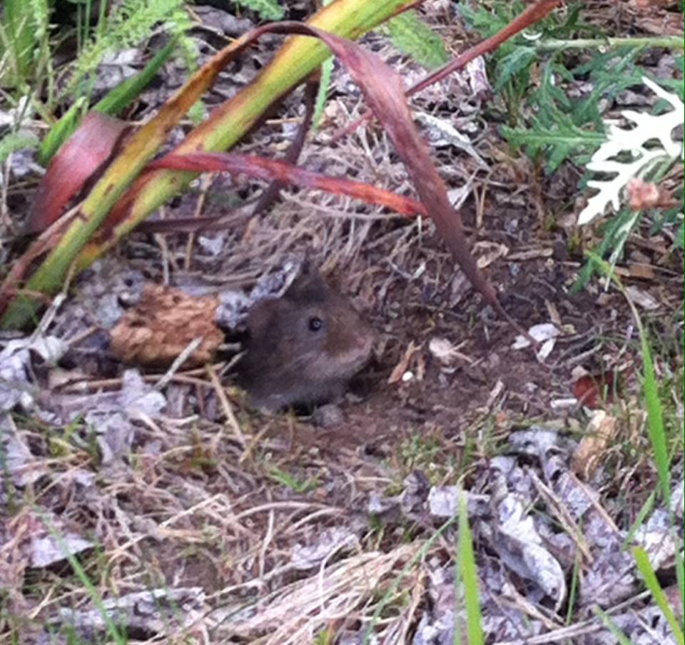 Microtus californicus image