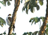 Accipiter superciliosus image