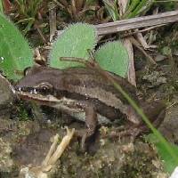 Pseudacris maculata image