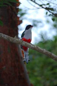 Priotelus temnurus image