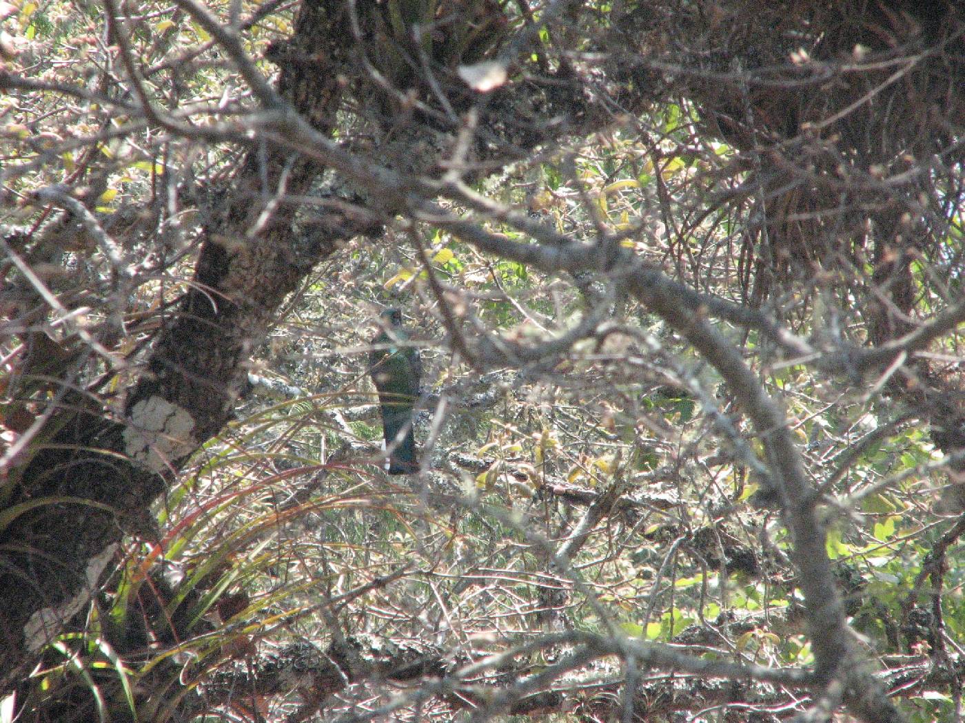 Trogon mexicanus image