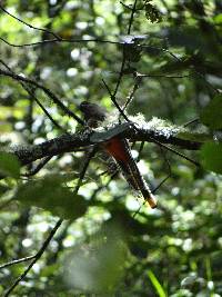 Trogon mexicanus image