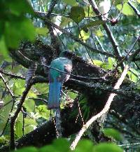 Trogon mexicanus image