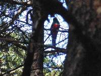 Trogon mexicanus image