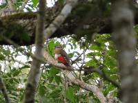 Trogon collaris image