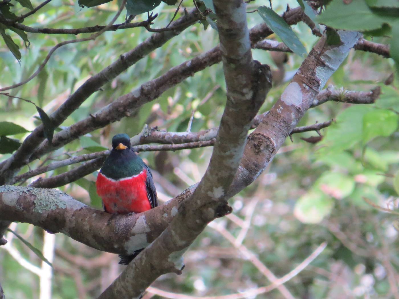 Trogon collaris image