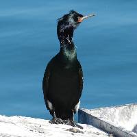 Image of Phalacrocorax pelagicus