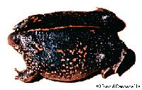Rhinophrynus dorsalis image