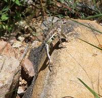 Holbrookia elegans image