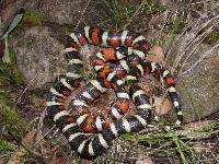 Lampropeltis pyromelana image